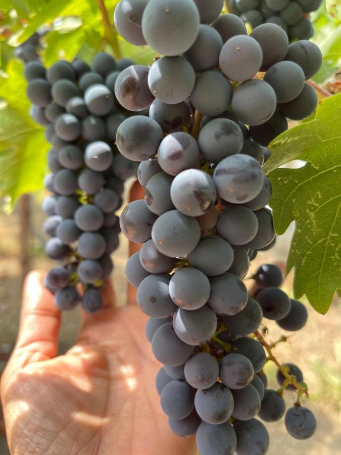 Chardonnay 3*