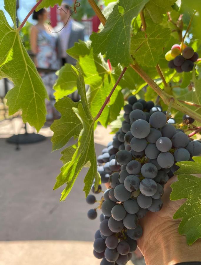 Chardonnay Napa